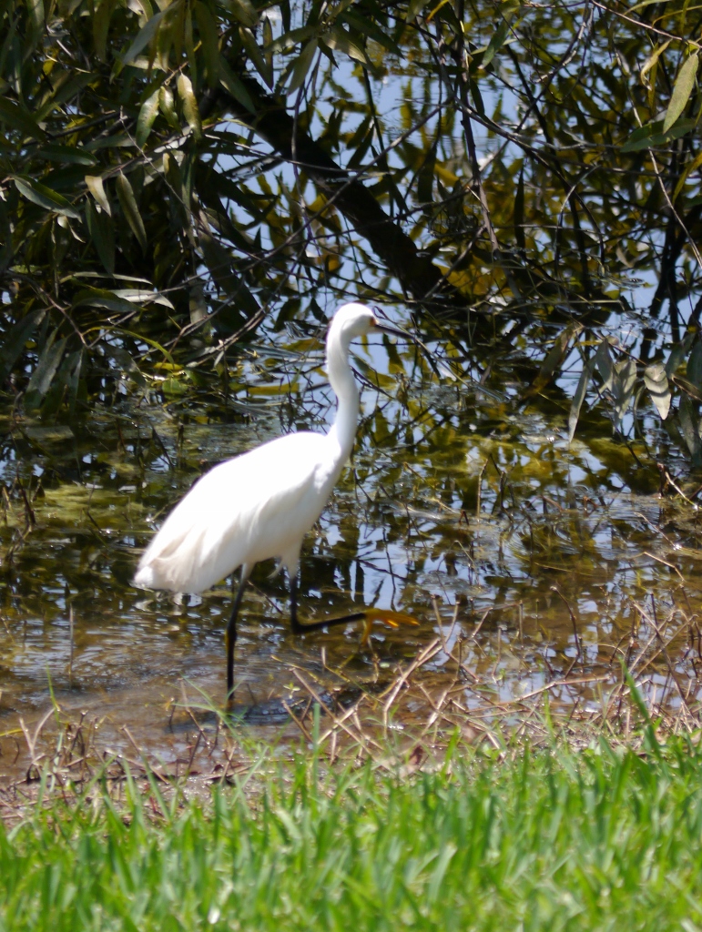 Bahama Bay Resort Orlando Floride parc lacs oiseaux