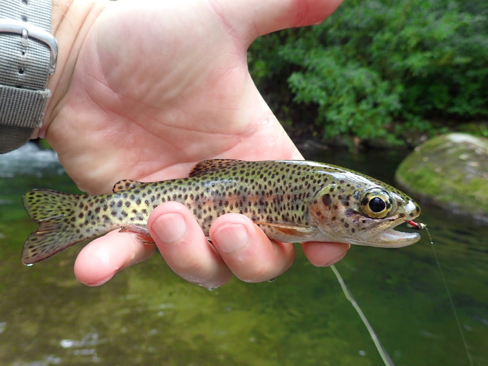 First Cast Fly Fishing Costa Rica DIY Trout Fly Fishing