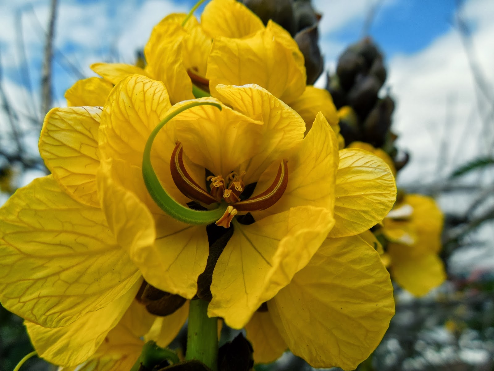 CASIA - BOTÀNIC SERRAT