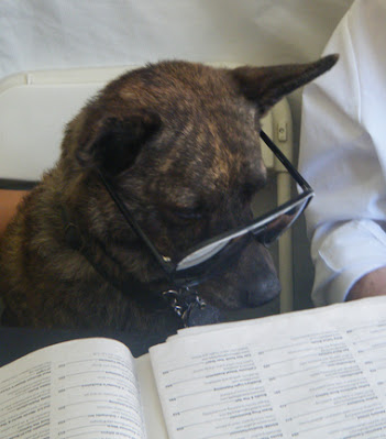 Dog Reading Wearing Glasses