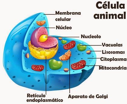 partes de la celula animal