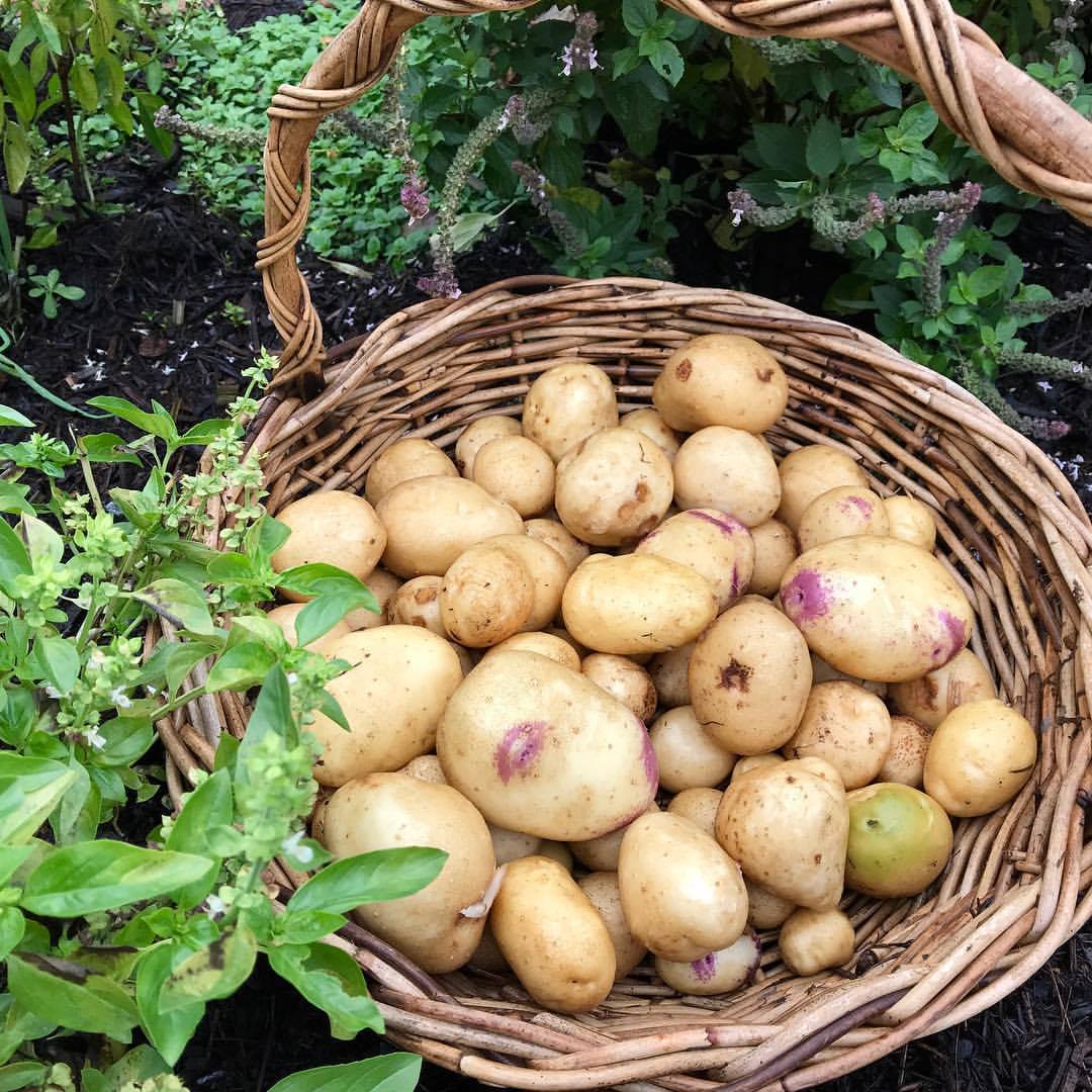 How To Grow Potatoes In Mulch or Straw All Steps Permaculture Haven Australia
