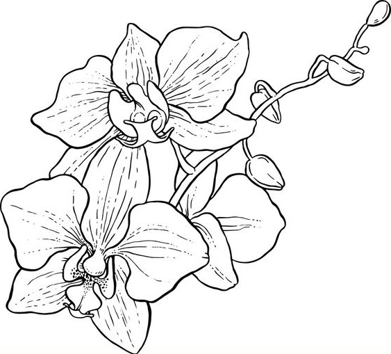 30 Sketsa Gambar Bunga Yang Mudah Digambar Servergambar01