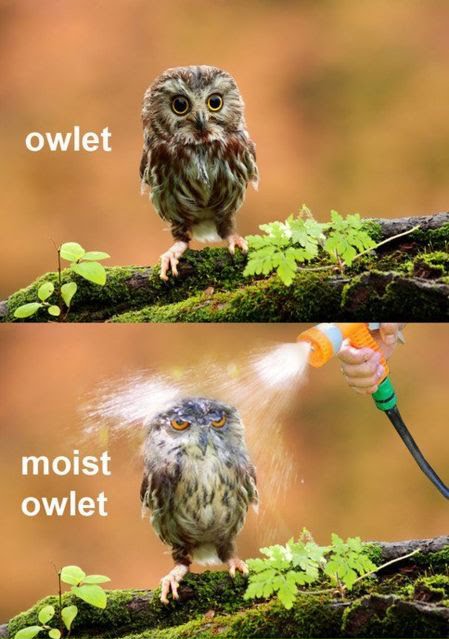 Owlet - Moist Owlet