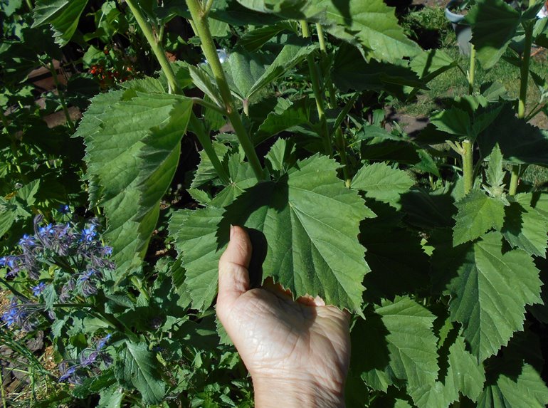 Marshmallow Root Harvest and More