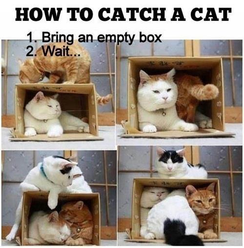 how-to-catch-a-cat.jpg