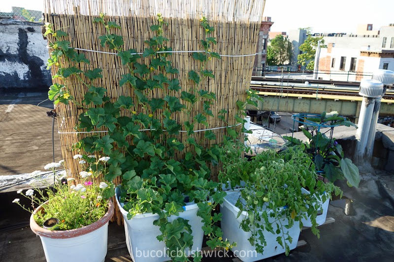 bucolic bushwick growing tips for rooftop vegetable gardening bucolic bushwick growing tips for rooftop vegetable gardening