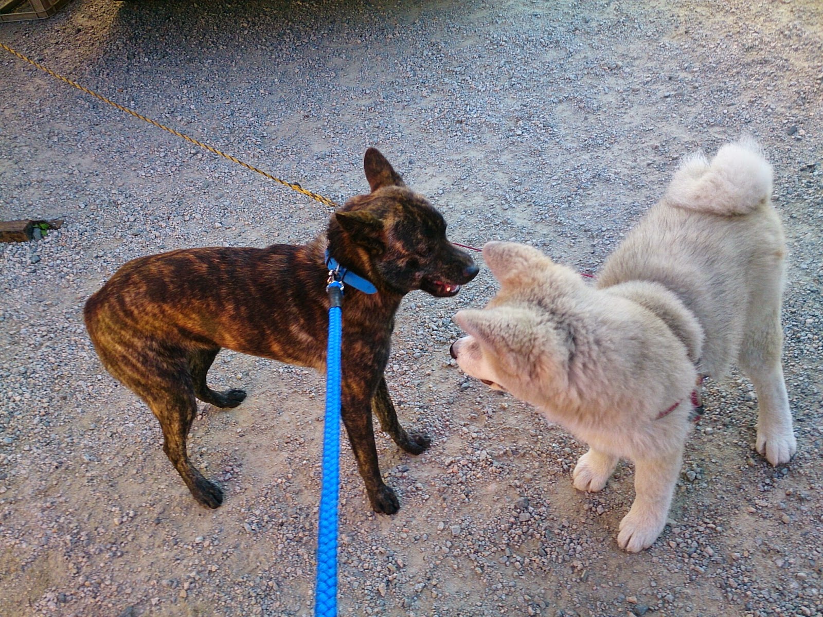 甲斐犬 meets 秋田犬