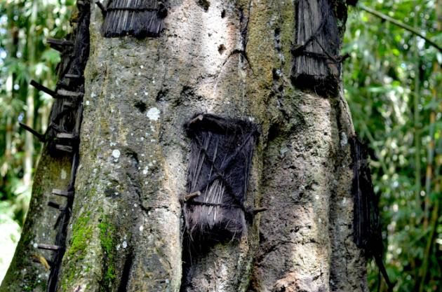 Kuburan Bayi didalam Pohon "Kambira Tana Toraja" ARSY