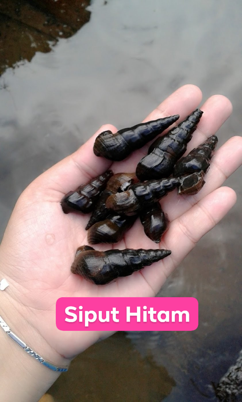 [Info] Nama Haiwan Bercangkerang Yang Boleh Dimakan