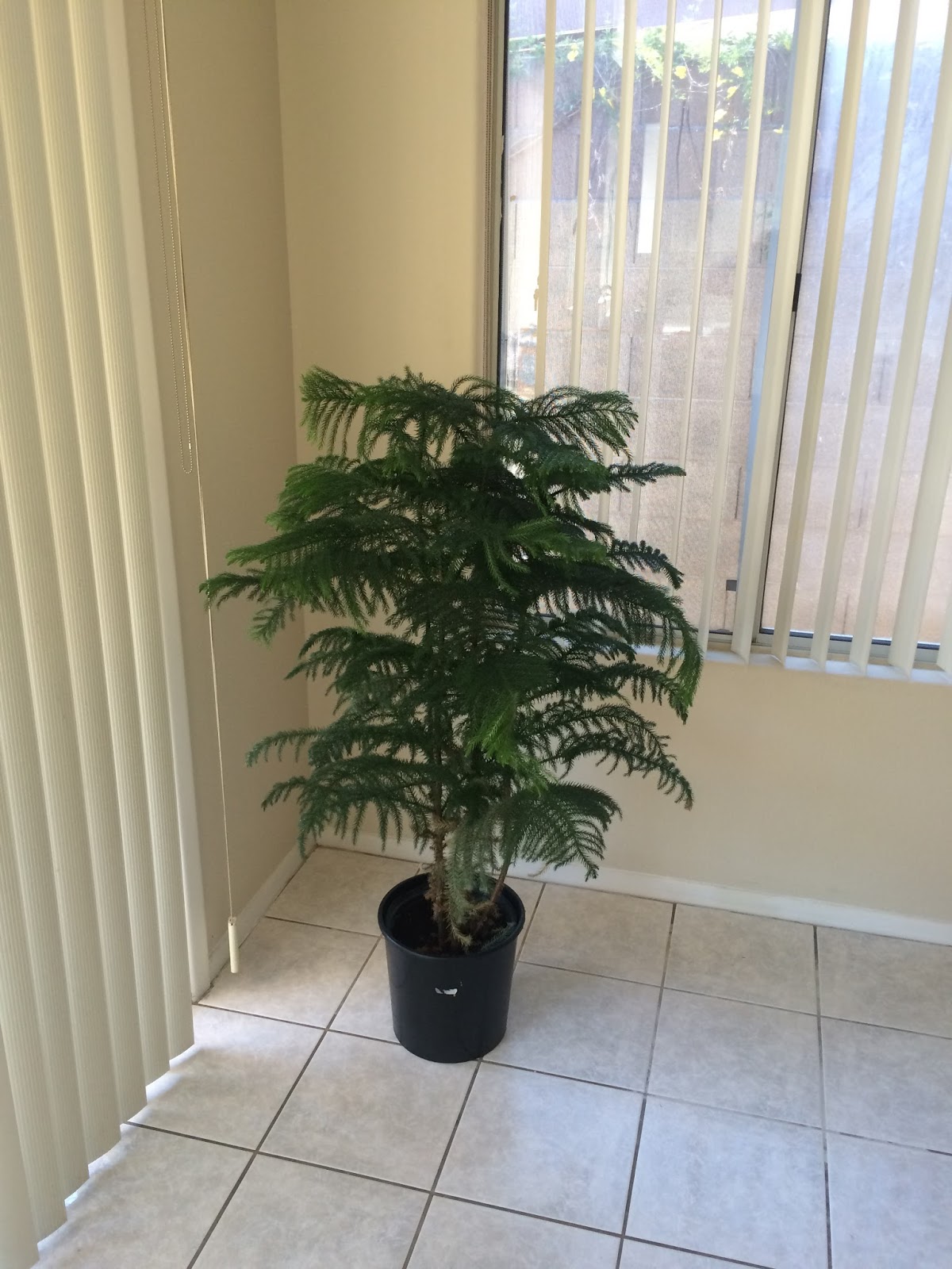 KentiaPalmMan Great indoor plants for an Arizona Home.