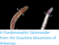 http://sciencythoughts.blogspot.co.uk/2014/04/a-paedomorphic-salamader-from-ouachita.html