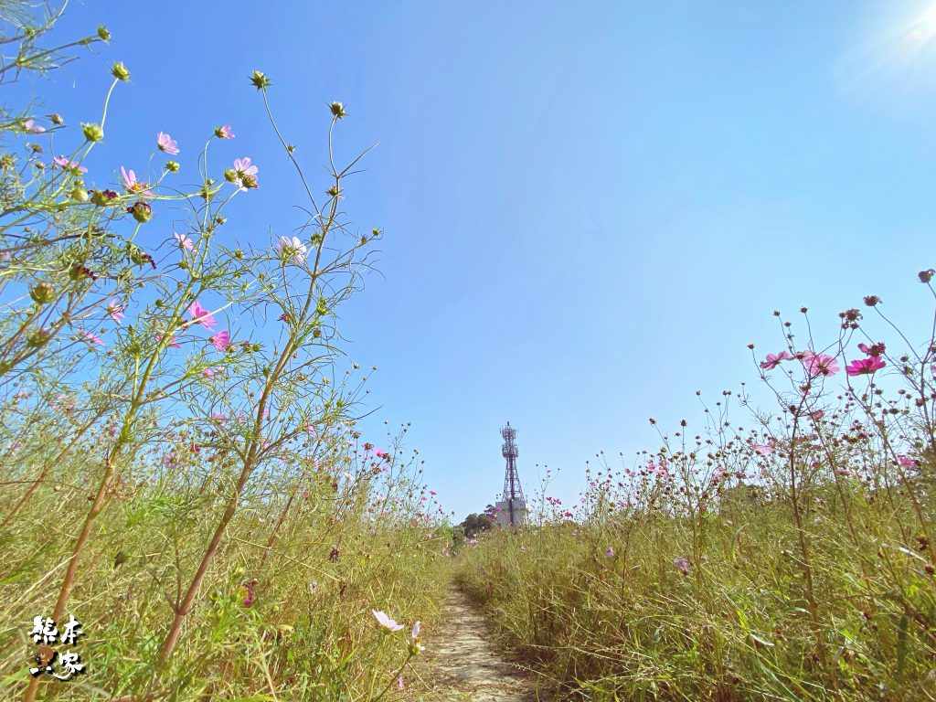 佳園路三段99巷花海|北大南園里花海|新北樹林景點~附最新詳細路標指引