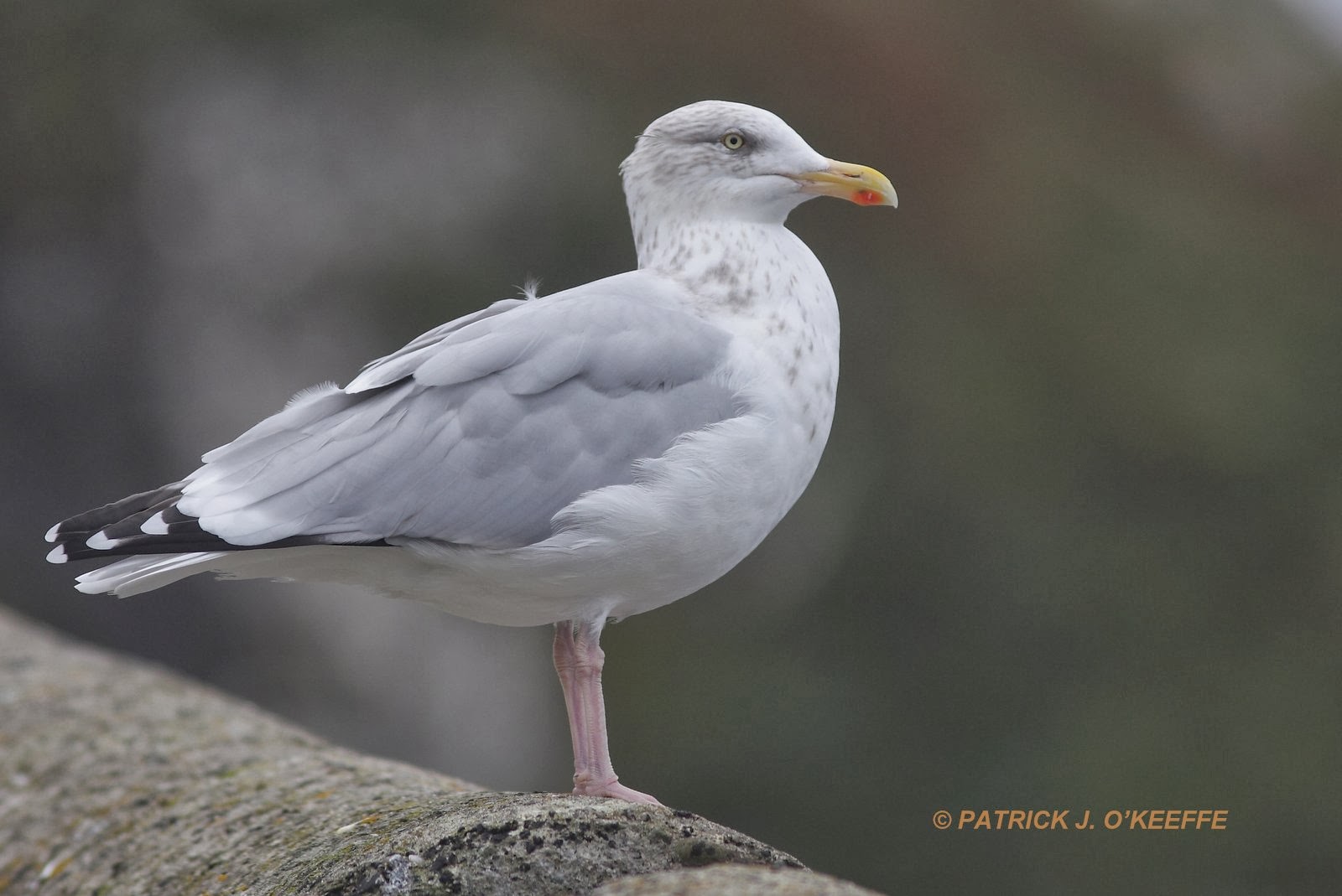 Raw Birds EUROPEAN HERRING GULL (Larus argentatus subspecies L. a