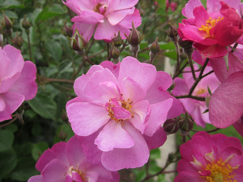 Garden Discoveries: California Roses