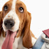 Cómo viajar con mascotas en Iberia: documentos, videos y recomendaciones