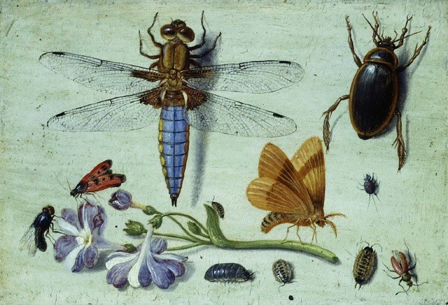 It's About Time: Intriguing still lifes by Jan van Kessel (Flemish ...