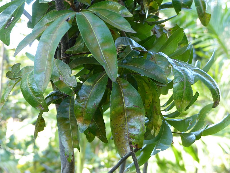 Faaxaal Photos nature gratuites et libres de droits Doratoxylon