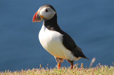 Puffin by Lewis Mitchell Puffin by Lewis Mitchell