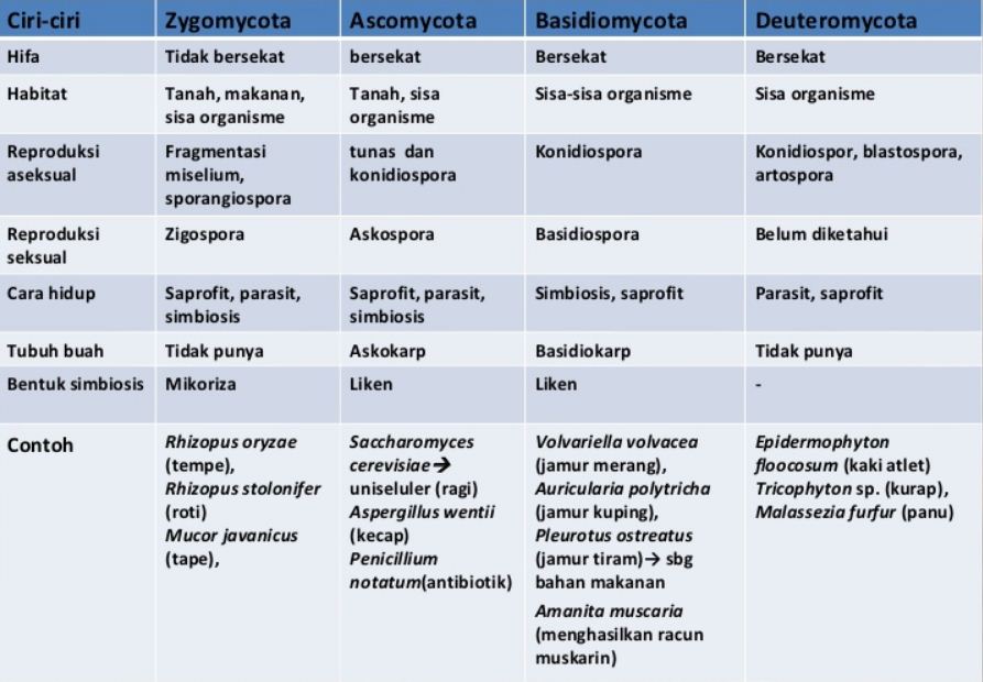 Perbedaan Zygomycota, Ascomycota, Basidiomycota, dan Deuteromycota