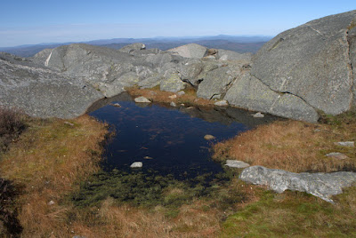 Tiny pool surrounded by dried vegetation at top of Mt. Monadnock