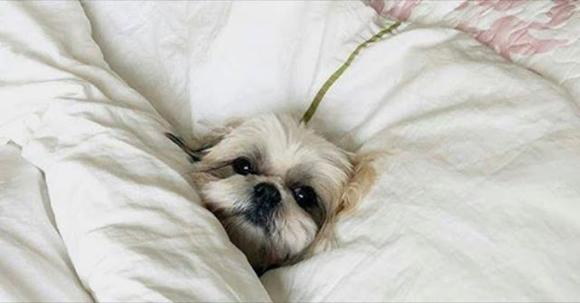 4 Motivos para não dividir a cama com seu shih tzu