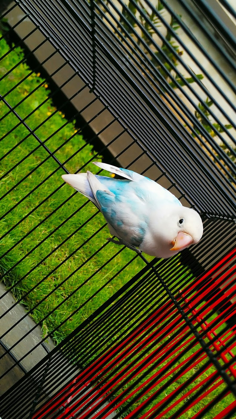 Jual Lovebird Malang Burung Lovebird Malang Cari Lovebird Malang 2018