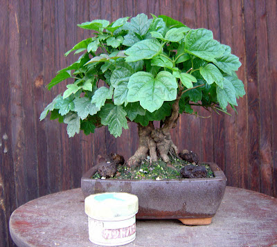Jak přesadit bonsai