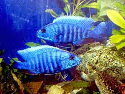 Jenis Jenis Ikan Cichlid Afrika African Cichlid