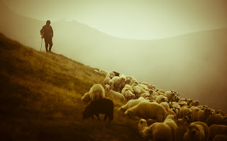 Herder met zijn dieren
