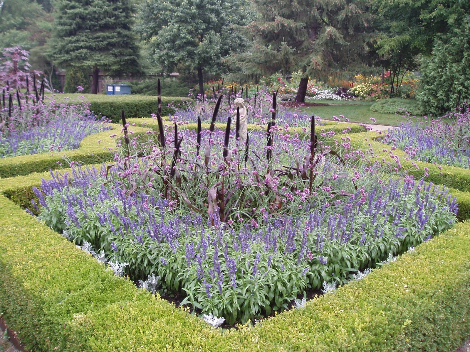 Look For The Meteor Shower Verbena Rotary Botanical Gardens Look For The Meteor Shower Verbena