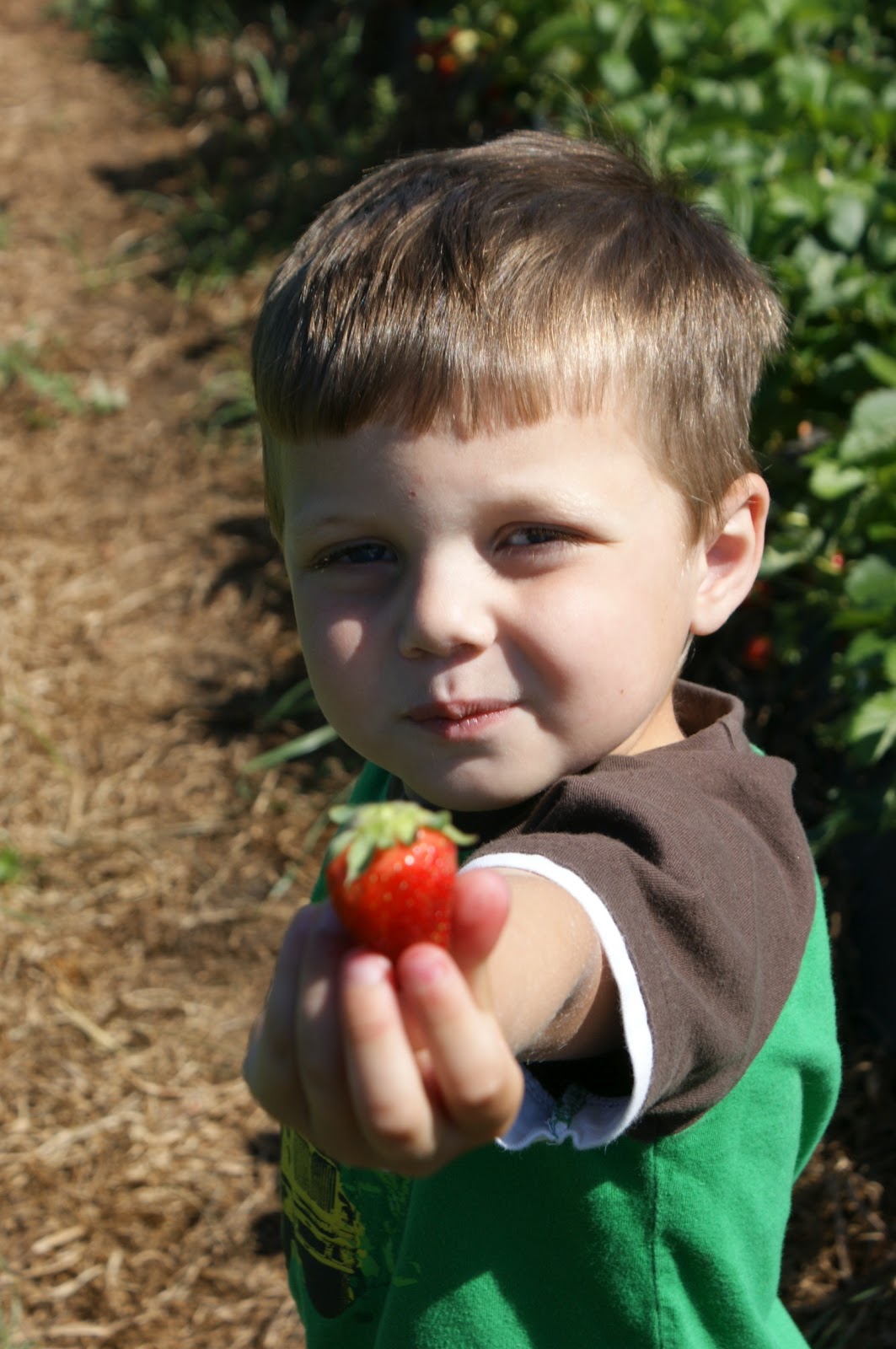 Our Family Strawberries