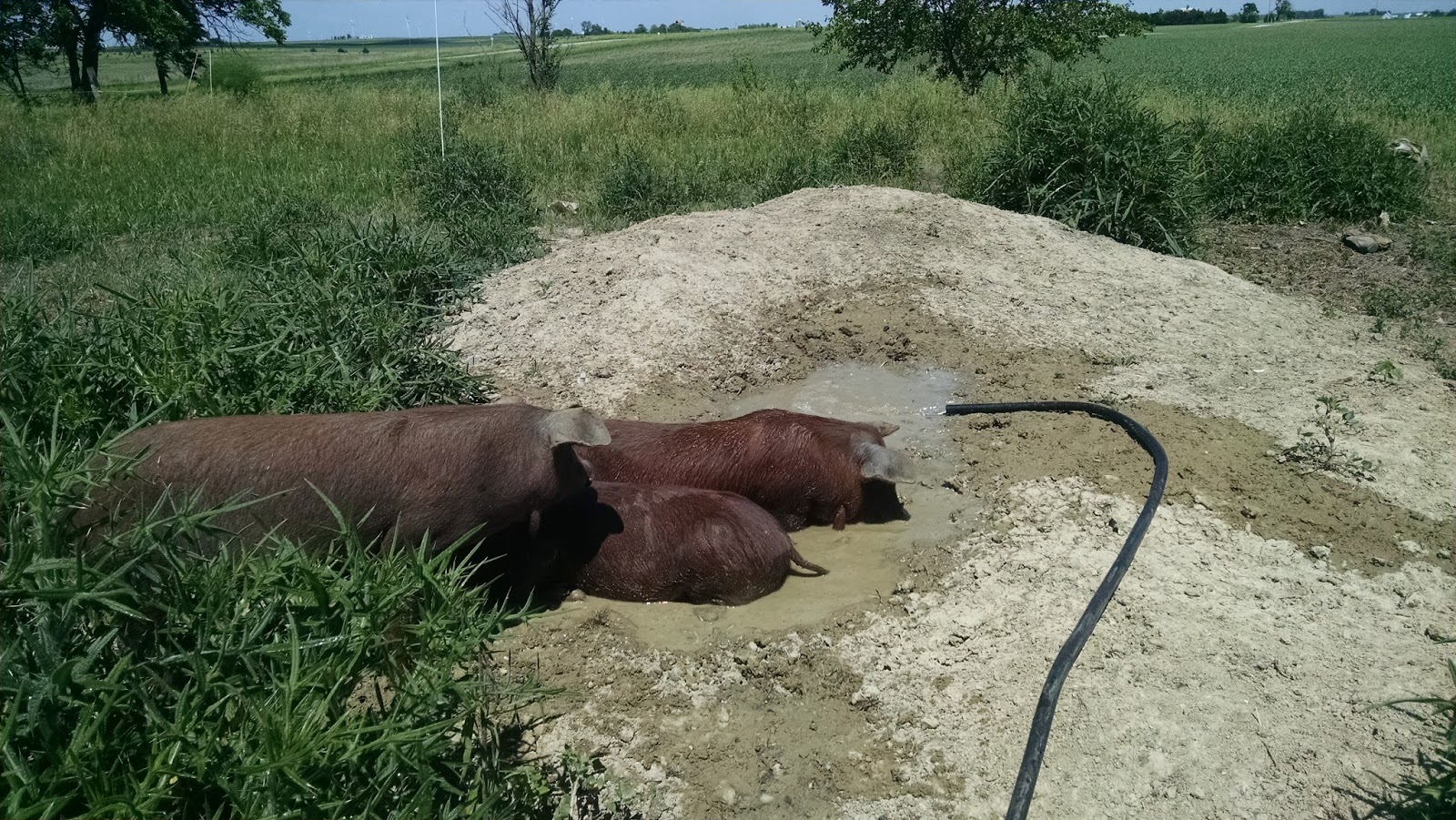 The Poor Farm We Do Not Sweat Like Pigs