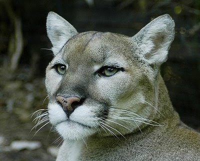 picture of a puma cat