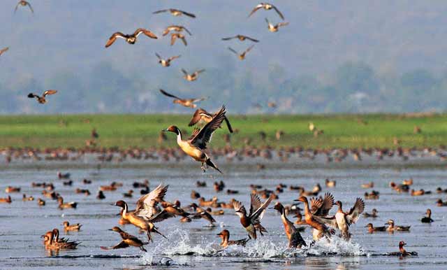 Ghatail's Chapra Bill, which is in the words of the guest bird's twitter অতিথী পাখির কিচিরমিচির শব্দে মুখরিত ঘাটাইলের চাপড়া বিল