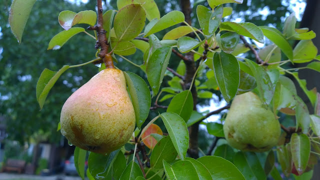 reifende Birnen am Säulen-Obstbaum (c) by Joachim Wenk reifende Birnen am Säulen-Obstbaum (c) by Joachim Wenk