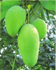 Cara Membudidayakan Mangifera Indica (Mangga) Cara Membudidayakan Mangifera Indica (Mangga)