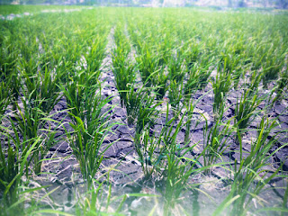 Paddy Plants And Rice Fields Lack Of Water At Banjar Kuwum Farmlands, Ringdikit Village, North Bali, Indonesia