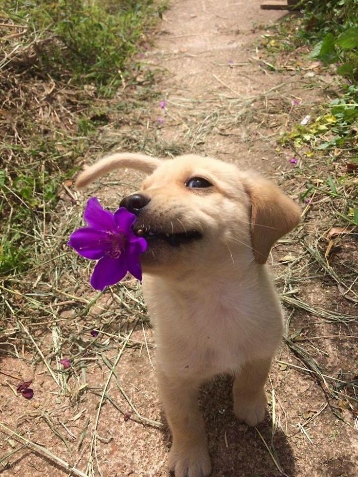 20 Adorable Puppies That Melted Our Hearts