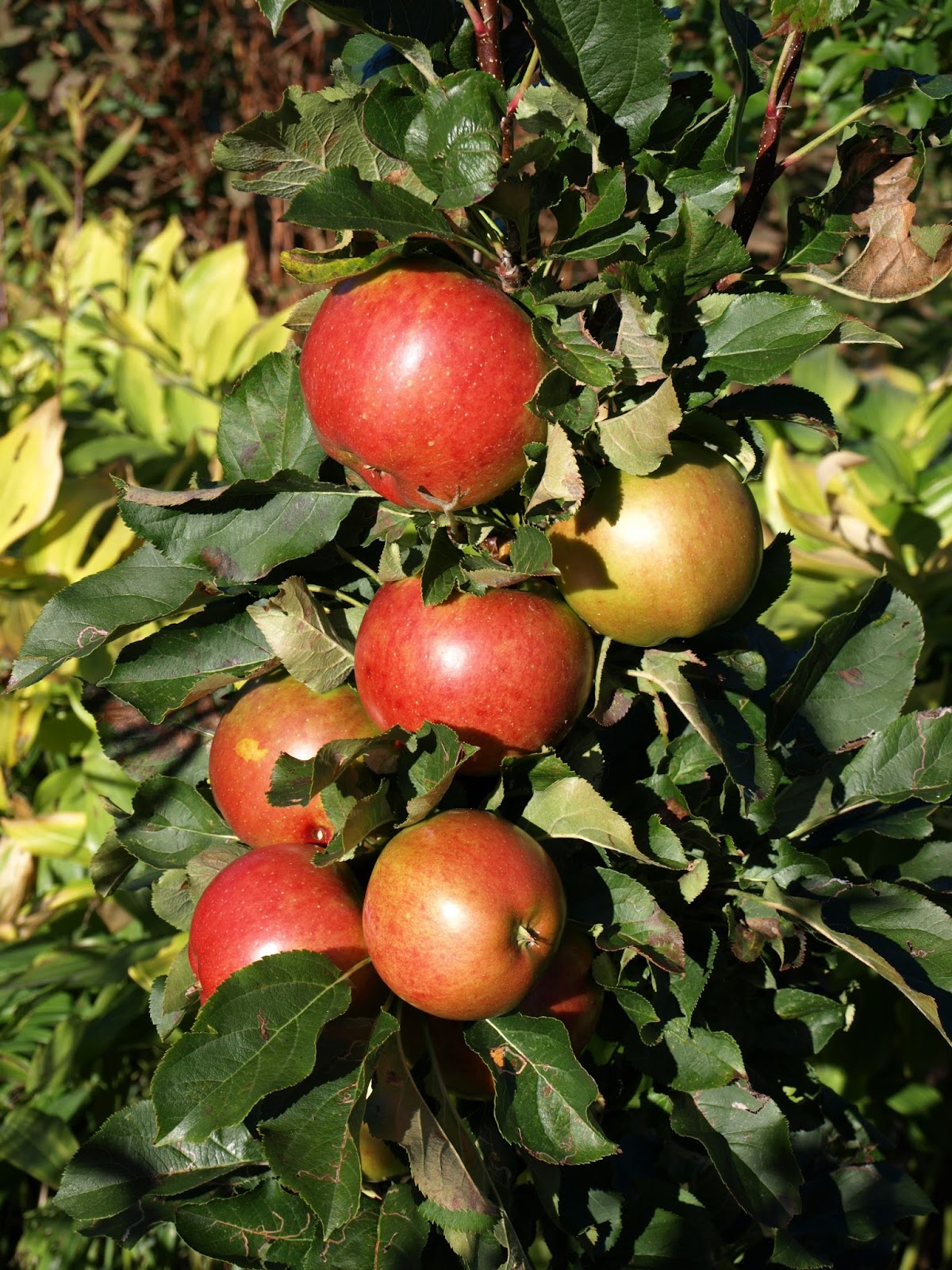 Trädgård i torslanda: oktober 2016