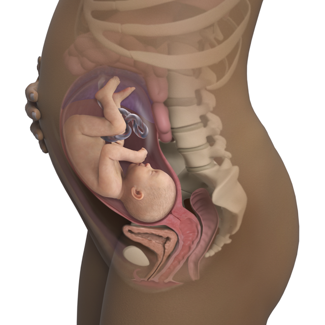 Mẹ bầu mang thai: Tuần 31