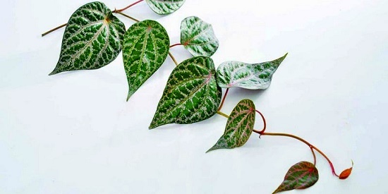 manfaat daun sirih merah manfaat daun sirih merah