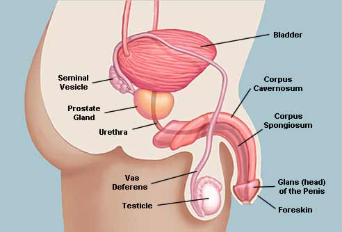 Male Sex Organs Diagram 120