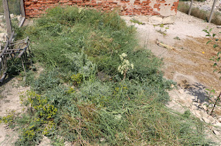 All these weeds came from those stones All these weeds came from those stones