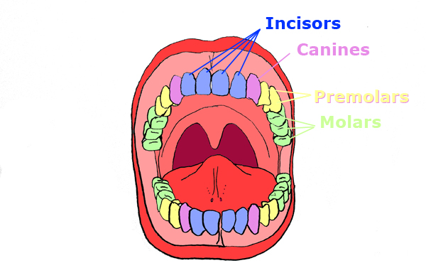 Natural Science 6 grade: 2. DIGESTIVE SYSTEM