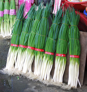 Temperos para se plantar em casa: Cebolinha | Natureza Bela