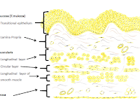 Bladder Diagram Bladder Diagram