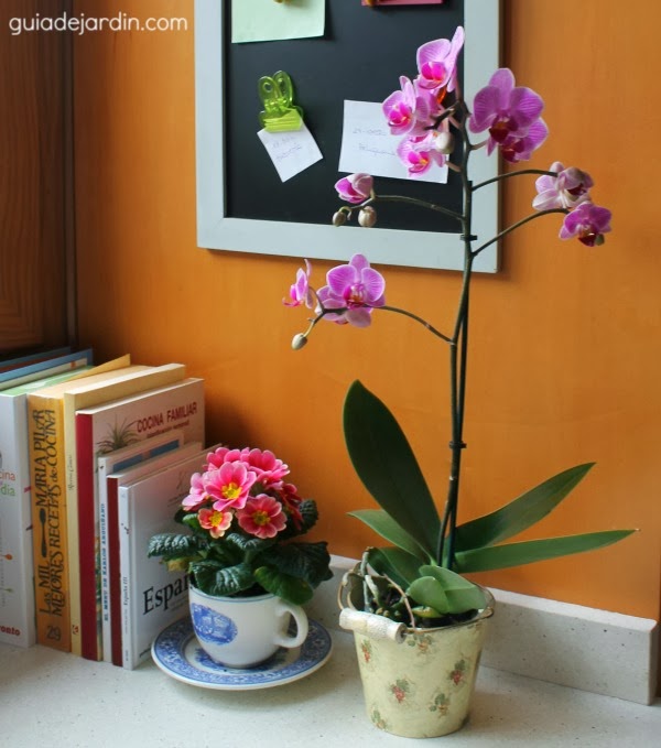 orquídea orquídea