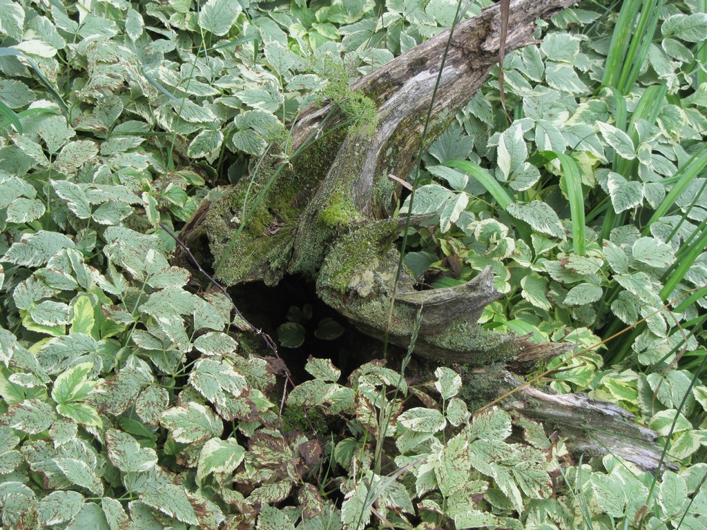 Dars Stuffings: The Rabbit Hole