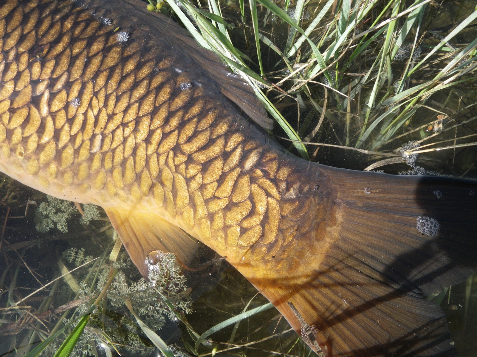 Got Backing? (Formerly Known as Mr. P.'s Blog) Carp PartsScales